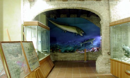 Museo Paleontologico di Mondaino