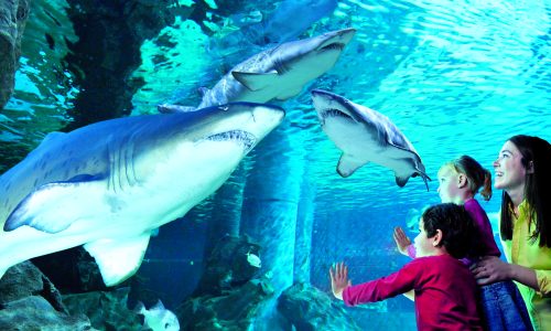 Acquario di Cattolica - gli squali