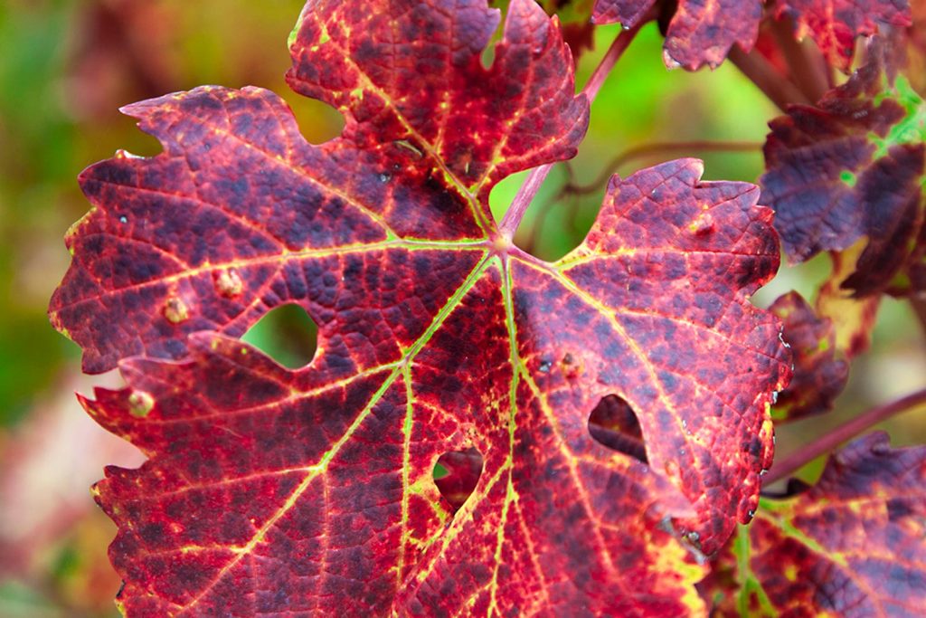 Colline-autunno-foliage-in-Valconca