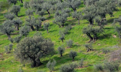 Corso-assaggiatori-olio-EVO-San-Clemente-1