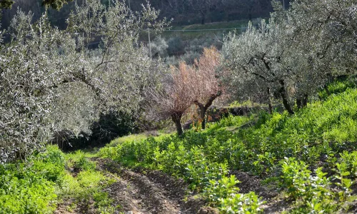 Corso-assaggiatori-olio-EVO-San-Clemente-2